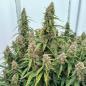 Preview: Samen 3x Medusa F1 Automatik Royalqueenseeds